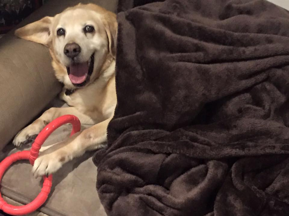 perro de aurelio nuno 4