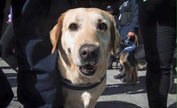 perro de aurelio nuno 5