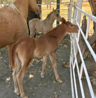 José Manuel Romero 8
