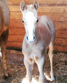 José Manuel Romero 9