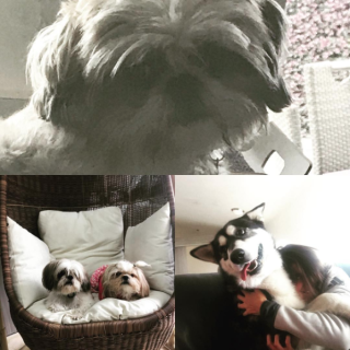 Quien le mueve la cola a Lucero Saldaña