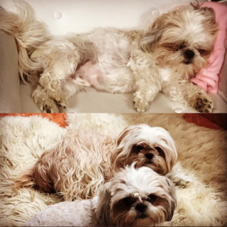 Quien le mueve la cola a Lucero Saldaña 1