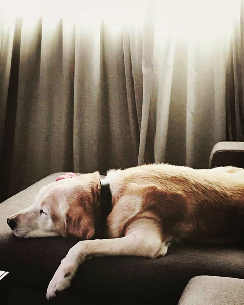 perro de Aurelio Nuno 6