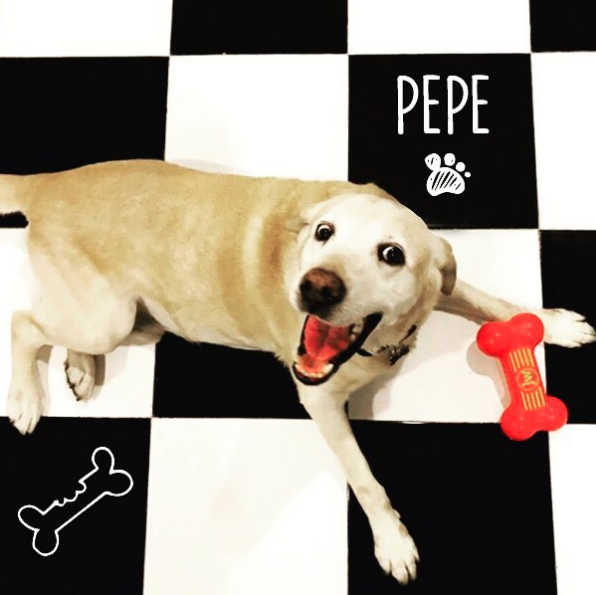 perro de Aurelio Nuno 7