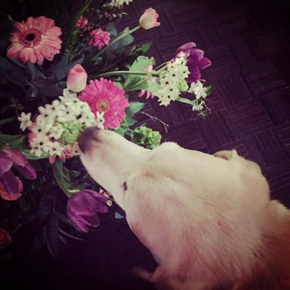 perro de Aurelio Nuno 8