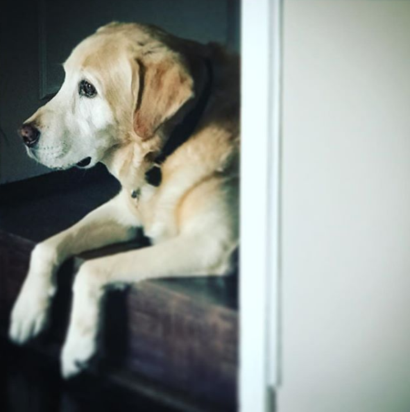 perro de Aurelio Nuno 10