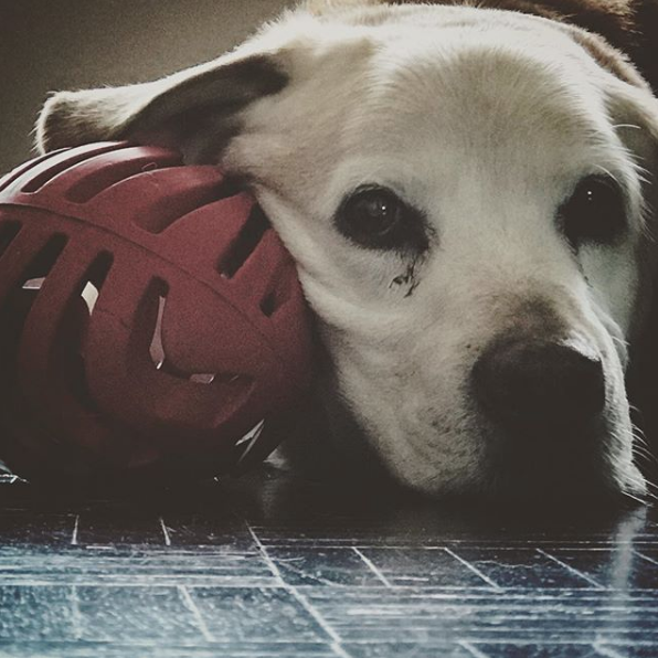 perro de Aurelio Nuno 12