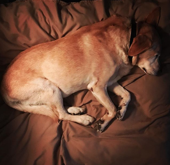 perro de Aurelio Nuno 14