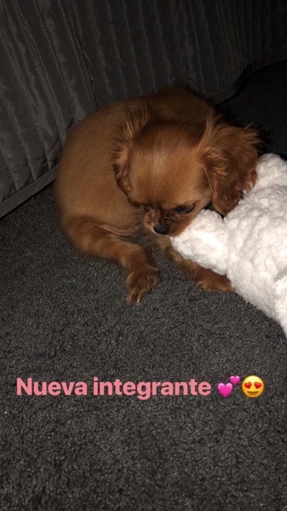 La perra de Sofia Castro 4