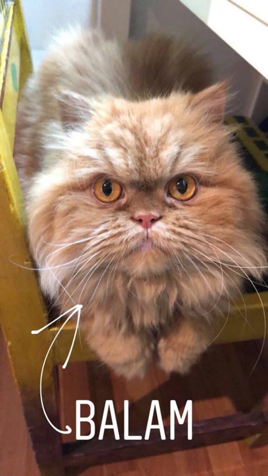 mascotas de Jose Antonio Meade 3