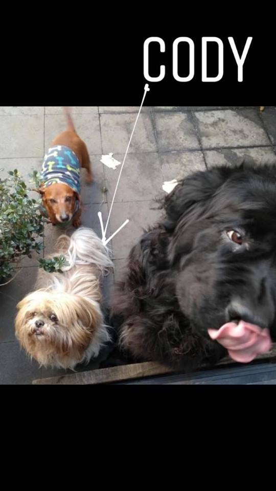 mascotas de Jose Antonio Meade 5